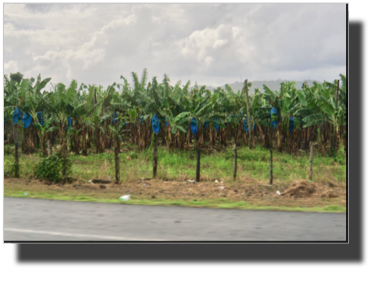 A banana plantation near Green Castle Estate DSC02073.jpg