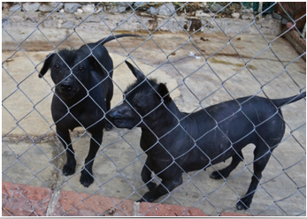 Mexican hairless dog (not for sale( DSC02246.jpg