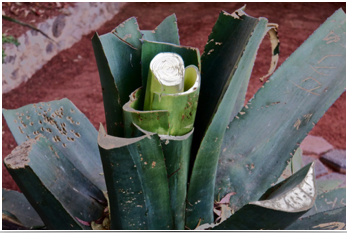 Agave tequilana DSC02254.jpg