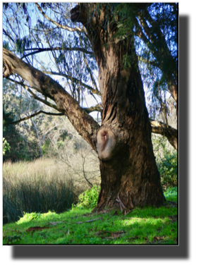 Golden Gate Park DSC02647.jpg Golden Gate Park DSC02647.jpg