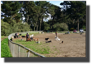 Golden Gate Park DSC02651.jpg Golden Gate Park DSC02651.jpg