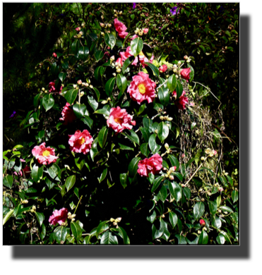 Golden Gate Park DSC02667.jpg Golden Gate Park DSC02667.jpg