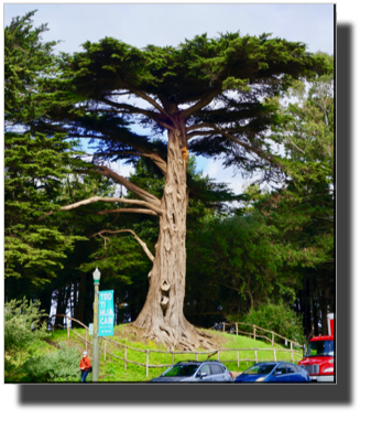 Golden Gate Park DSC02682.jpg Golden Gate Park DSC02682.jpg