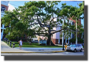 The Kapok Tree DSC01981.jpg