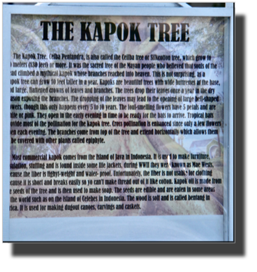 The Kapok Tree DSC01982.jpg