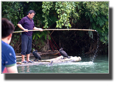 Cormorant fishing DSC03389.jpg Cormorant fishing DSC03389.jpg