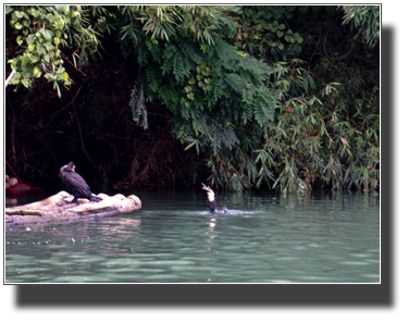Cormorant fishing DSC03390.jpg Cormorant fishing DSC03390.jpg