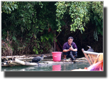 Cormorant fishing DSC03391.jpg Cormorant fishing DSC03391.jpg