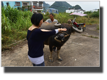 Patting the water buffalo DSC03424.jpg Patting the water buffalo DSC03424.jpg
