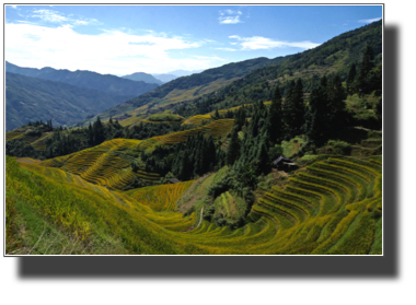 View of the terraced rice fields DSC03262.jpg