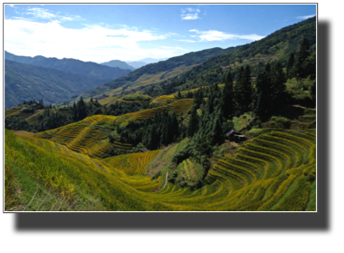 View of the terraced rice fields DSC03262.jpg View of the terraced rice fields DSC03262.jpg