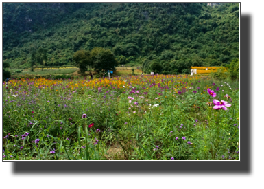 Flower fields outside Yangshuo DSC03451.jpg