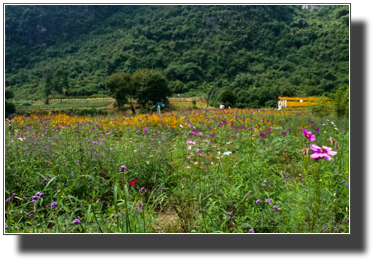 Flower fields outside Yangshuo DSC03451.jpg Flower fields outside Yangshuo DSC03451.jpg