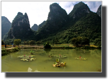 Flower fields outside Yangshuo DSC03452.jpg Flower fields outside Yangshuo DSC03452.jpg