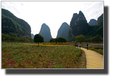 Flower fields outside Yangshuo DSC03453.jpg Flower fields outside Yangshuo DSC03453.jpg