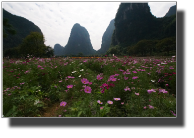 Flower fields outside Yangshuo DSC03456.jpg