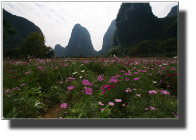 Flower fields outside Yangshuo DSC03456.jpg Flower fields outside Yangshuo DSC03456.jpg