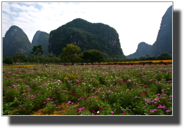 Flower fields outside Yangshuo DSC03458.jpg Flower fields outside Yangshuo DSC03458.jpg