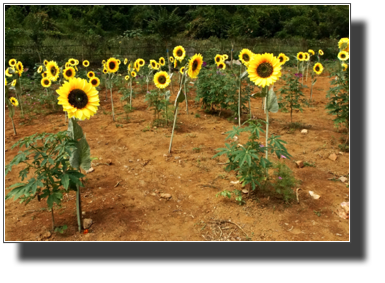 Flower fields outside Yangshuo DSC03459.jpg Flower fields outside Yangshuo DSC03459.jpg