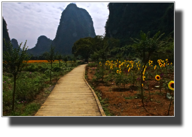 Flower fields outside Yangshuo DSC03462.jpg Flower fields outside Yangshuo DSC03462.jpg