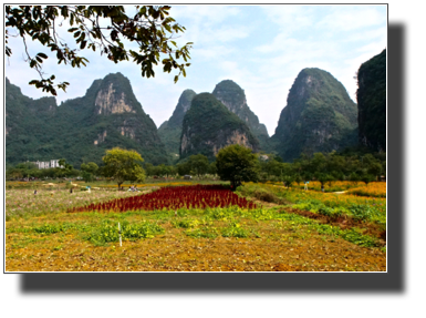 Flower fields outside Yangshuo DSC03463.jpg Flower fields outside Yangshuo DSC03463.jpg