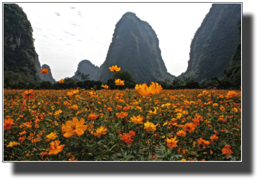 Flower fields outside Yangshuo DSC03464.jpg Flower fields outside Yangshuo DSC03464.jpg