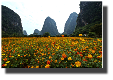 Flower fields outside Yangshuo DSC03465.jpg