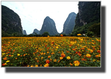 Flower fields outside Yangshuo DSC03465.jpg Flower fields outside Yangshuo DSC03465.jpg