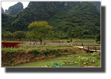 Flower fields outside Yangshuo DSC03467.jpg Flower fields outside Yangshuo DSC03467.jpg