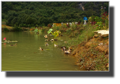 Flower fields outside Yangshuo DSC03468.jpg Flower fields outside Yangshuo DSC03468.jpg