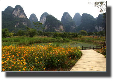 Flower fields outside Yangshuo 