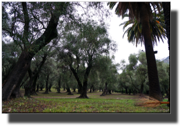 The old olive tree garden DSC01407.jpg