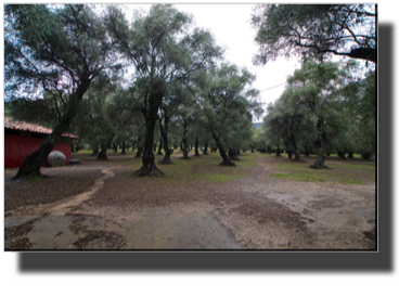 The old olive tree garden DSC01408.jpg