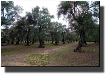 The old olive tree garden DSC01409.jpg