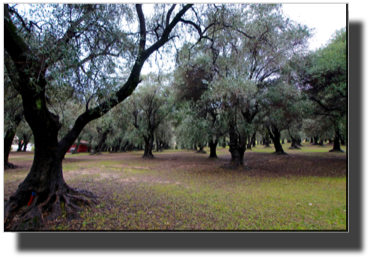 The old olive tree garden DSC01410.jpg