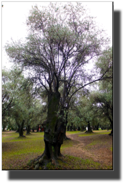 The old olive tree garden DSC01411.jpg