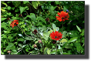 DSC00432.jpg