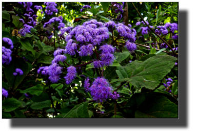DSC00437.jpg