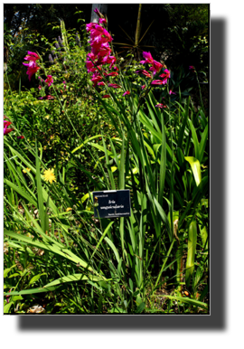DSC00441.jpg