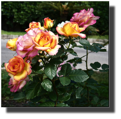 DSC06762.jpg