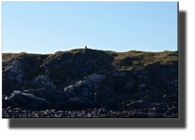 Can you find the eagle? DSC00713.jpg Can you find the eagle? DSC00713.jpg