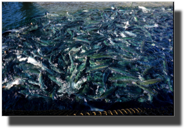 Salmon ready for slaughter DSC00729.jpg Salmon ready for slaughter DSC00729.jpg