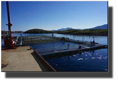 Salmon production DSC00730.jpg Salmon production DSC00730.jpg
