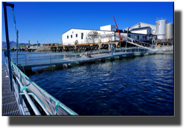 Salmon production facility DSC00733.jpg Salmon production facility DSC00733.jpg