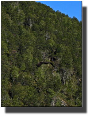 Look for the eagle! DSC00766.jpg Look for the eagle! DSC00766.jpg