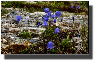 Blåklokke - Campanula rotundifolia - Bluebell DSC03576.jpg