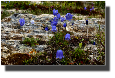 Blåklokke - Campanula rotundifolia - Bluebell DSC03576.jpg Blåklokke - Campanula rotundifolia - Bluebell DSC03576.jpg