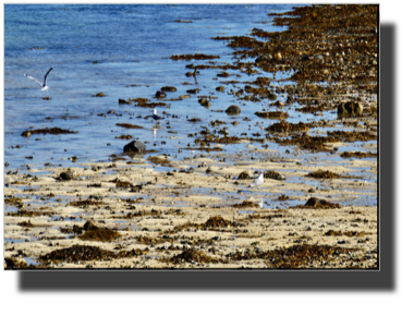 Low tide DSC03628.jpg Low tide DSC03628.jpg