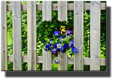 Give the flowers space DSC03854.jpg Give the flowers space DSC03854.jpg