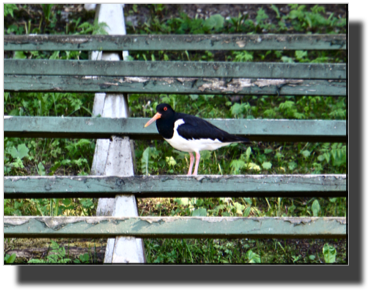 Tjeld - Eurasian Oystercatcher at the teater stand DSC03478.jpg